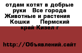 отдам котят в добрые руки - Все города Животные и растения » Кошки   . Пермский край,Кизел г.
